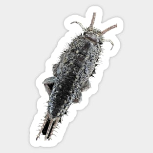 Zygentoma silverfish Sticker